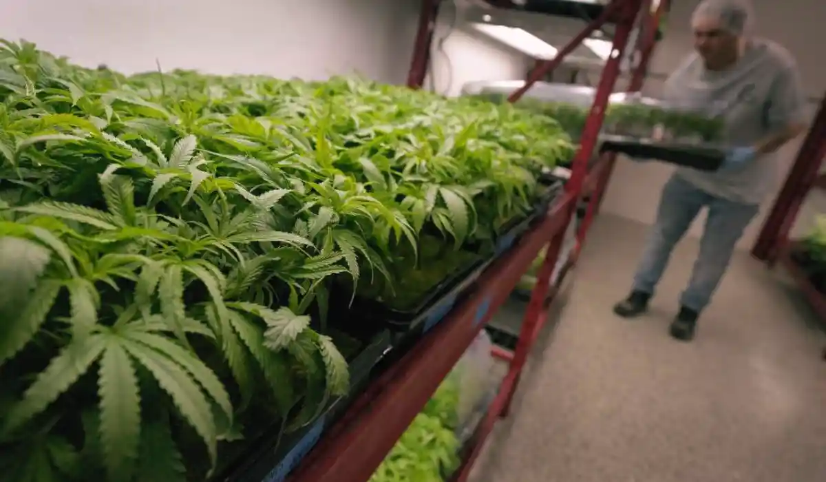 Marijuana Rescheduling Or Regulatory Failure