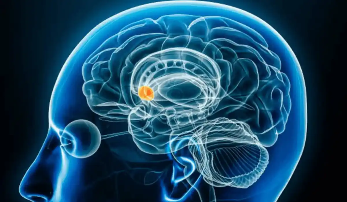 Cranial Nerves: Names, Functions, Symptoms, And Simple Guide