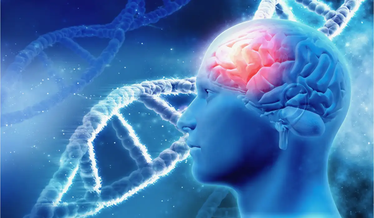 Is Your Brain Made Of Cholesterol? Why It Matters For Health?