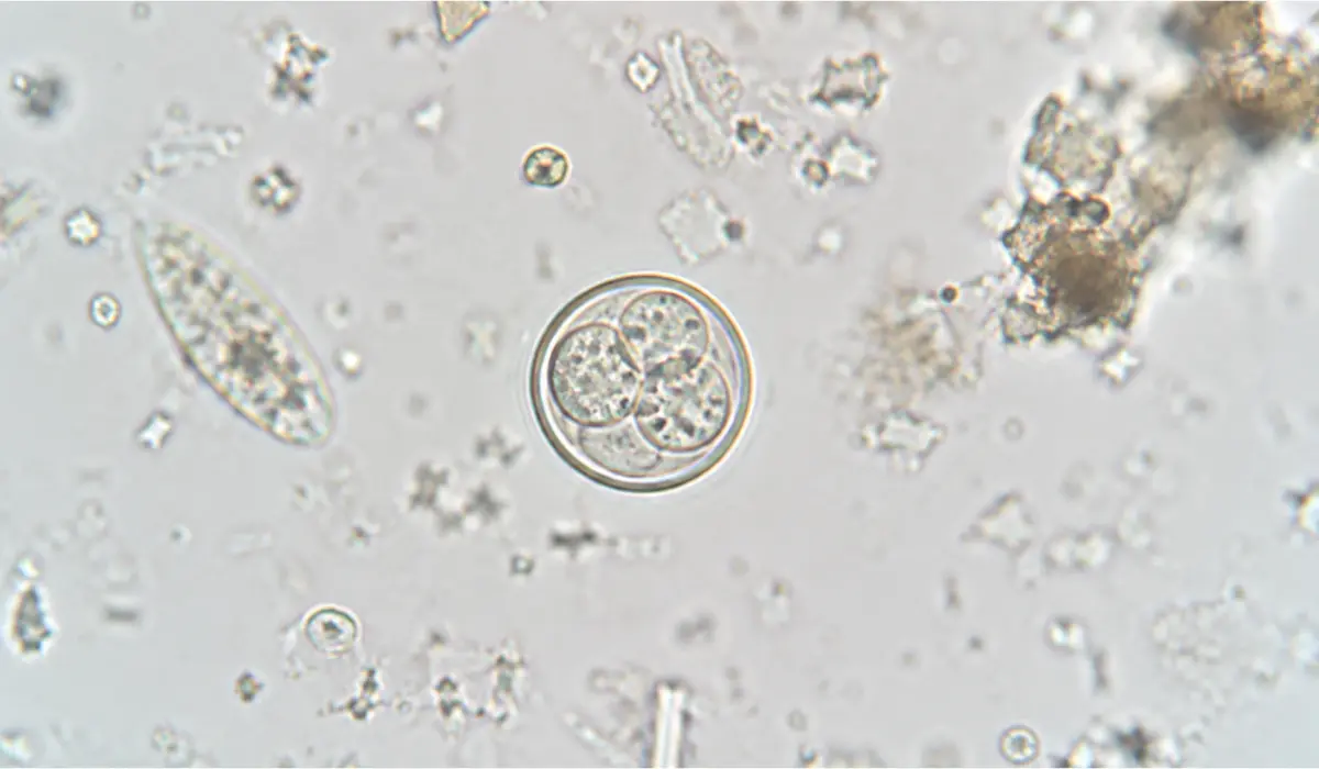 watery diarrhea parasite infection